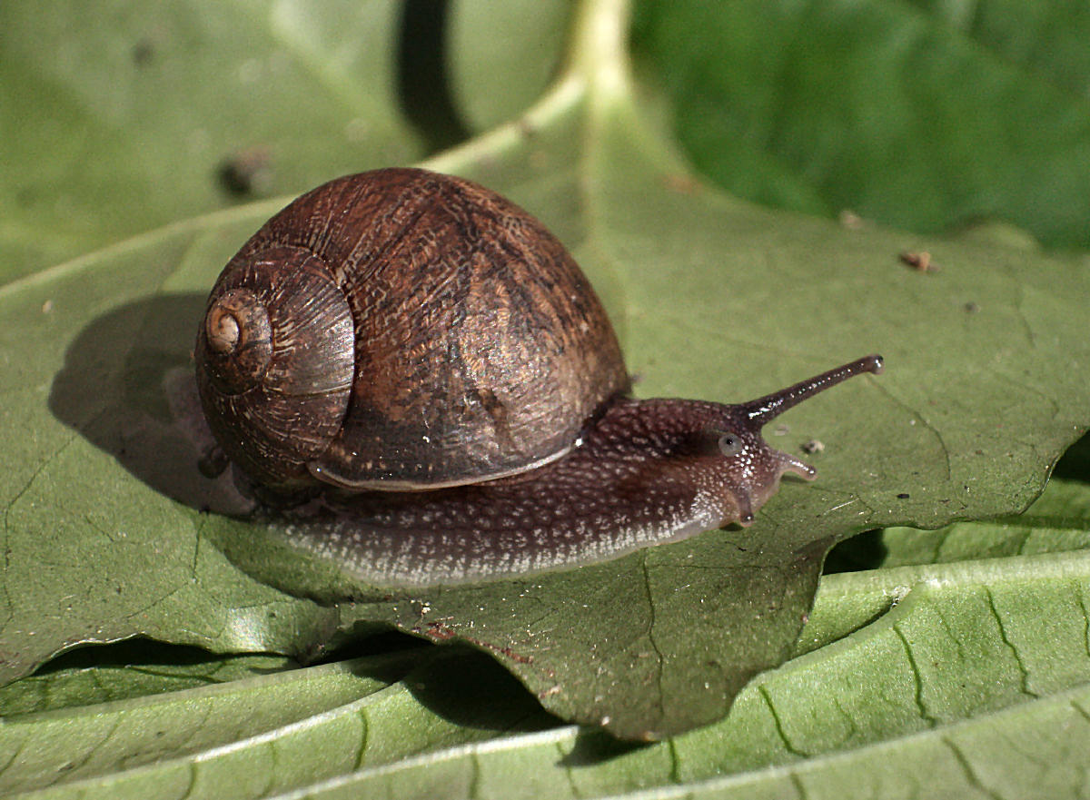 chiocciola da identificare